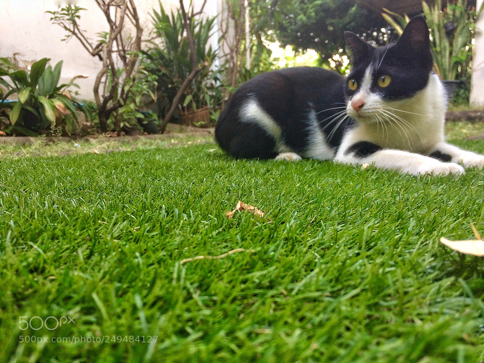 Apple iPhone 5s sample photo. Whiskers >•< photography