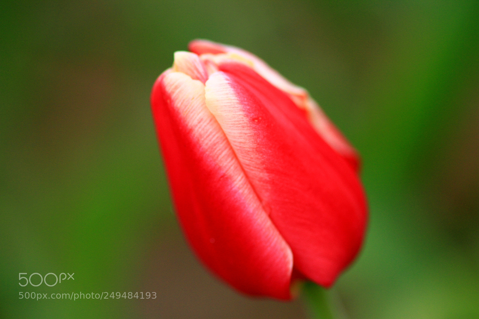 Canon EOS 7D sample photo. Garden tulip photography