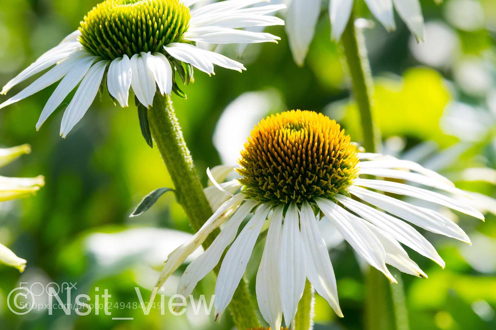 Nikon D500 sample photo. Nice white photography