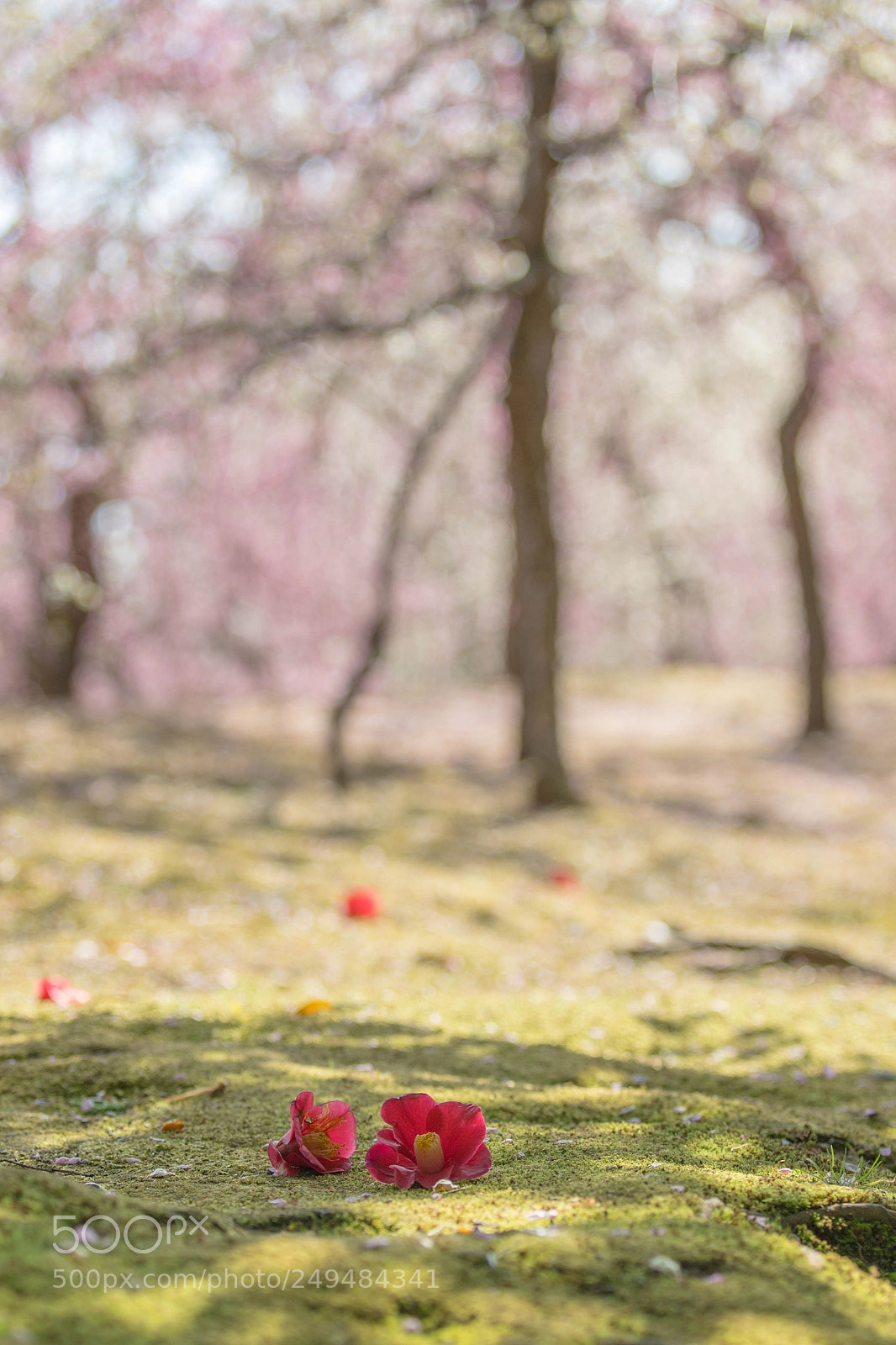 Canon EOS 6D Mark II sample photo. Plum ＆ camellia photography