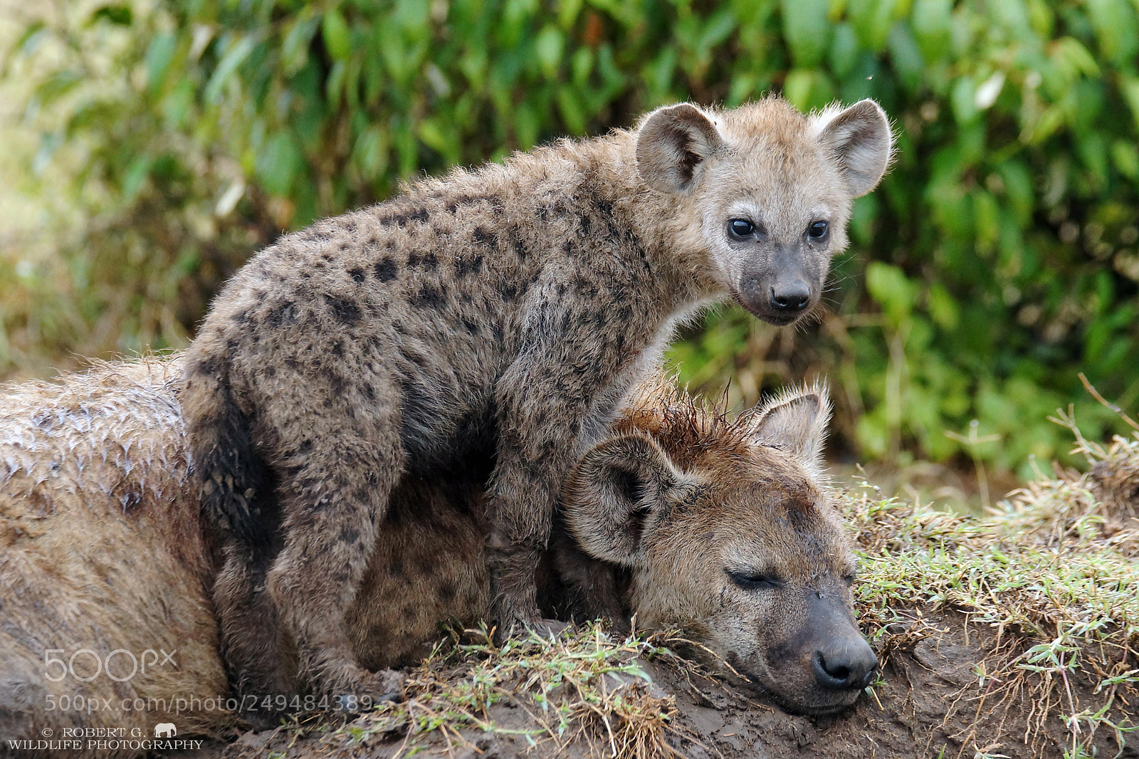Sony SLT-A77 sample photo. Hyenas photography
