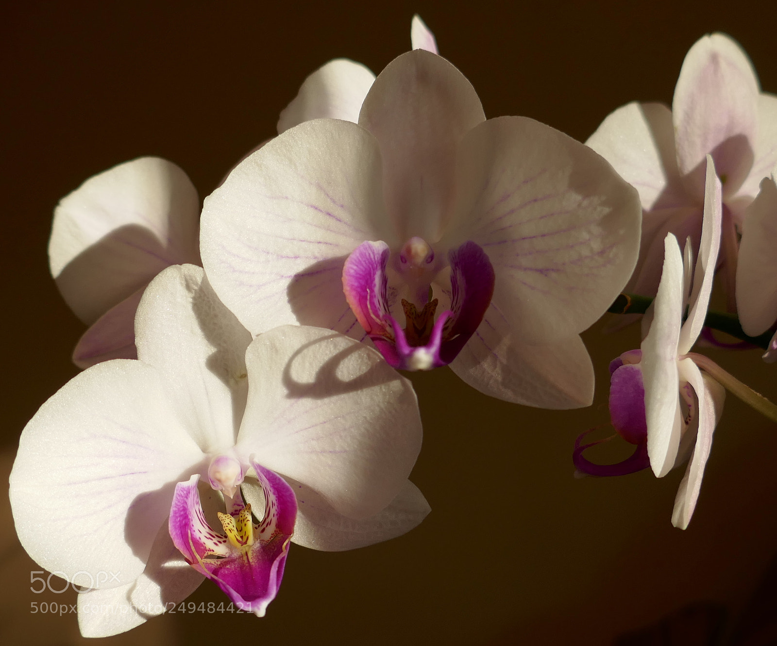 Panasonic Lumix DMC-ZS100 (Lumix DMC-TZ100) sample photo. Orchids and lily photography