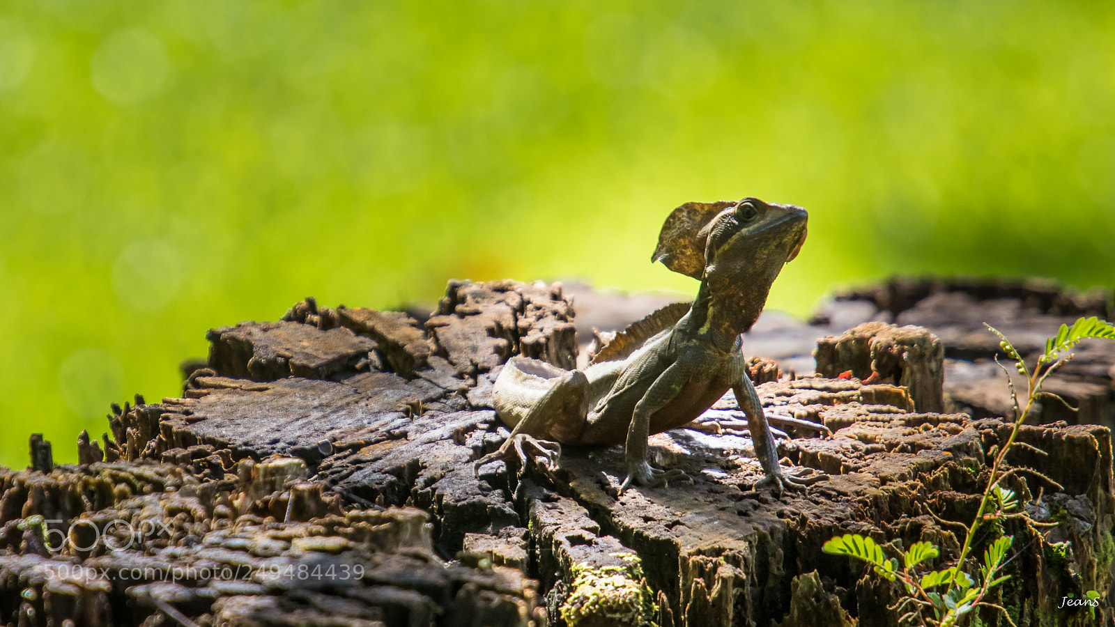 Canon EOS 80D sample photo. Common basilisk lizard photography