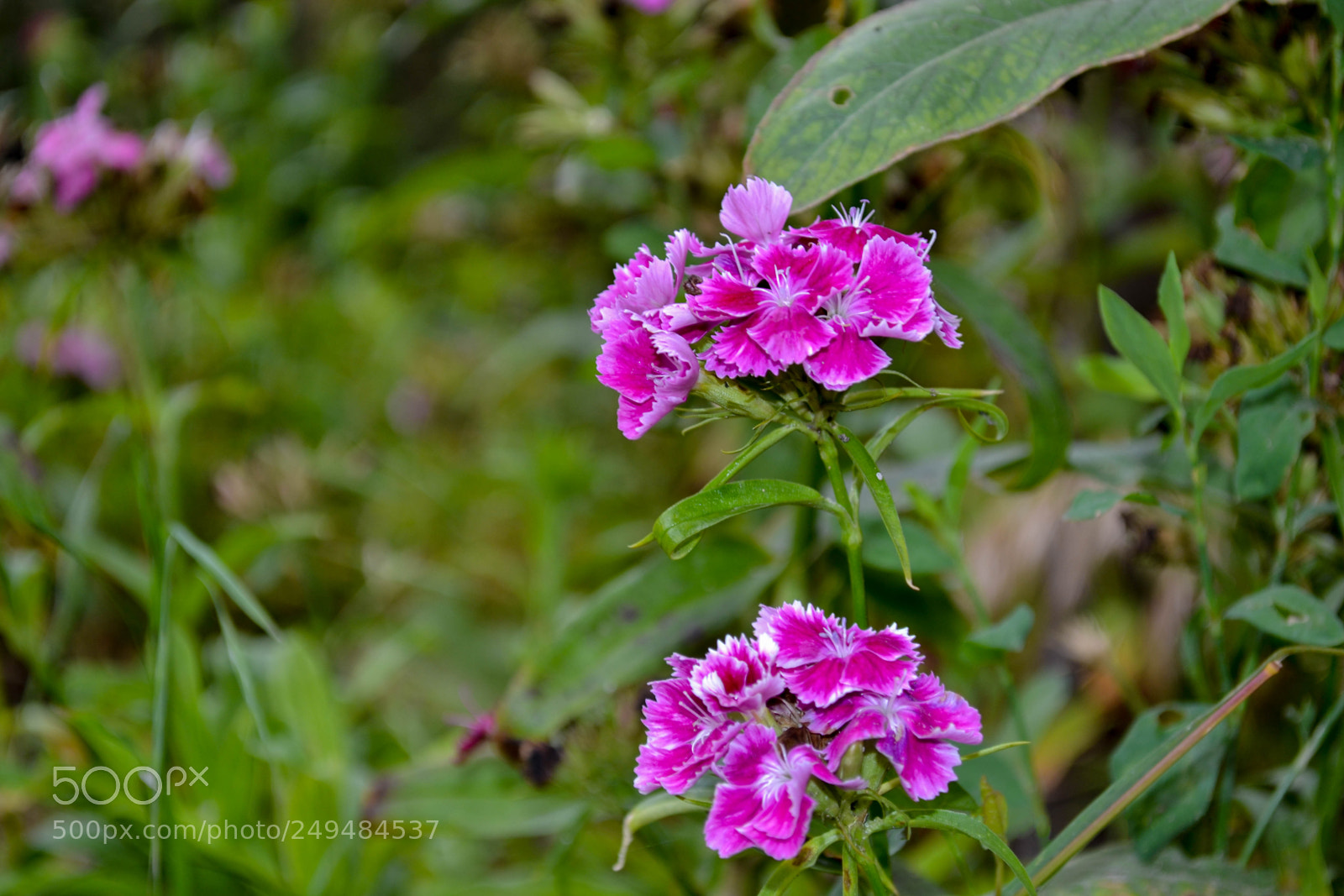 Nikon D3100 sample photo. Pink photography