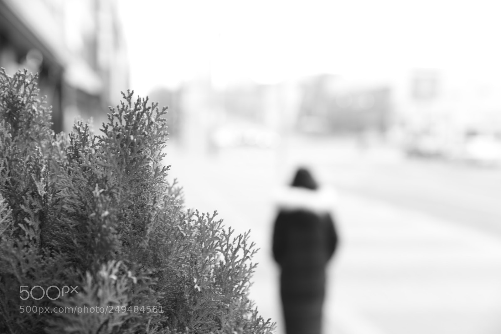 Canon EF 24-70mm F2.8L II USM sample photo. Untitled photography