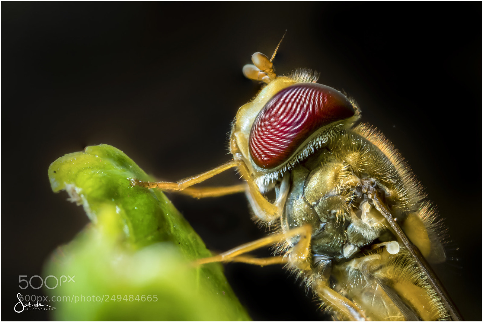 Canon EOS 5D Mark IV sample photo. Hoverbee photography