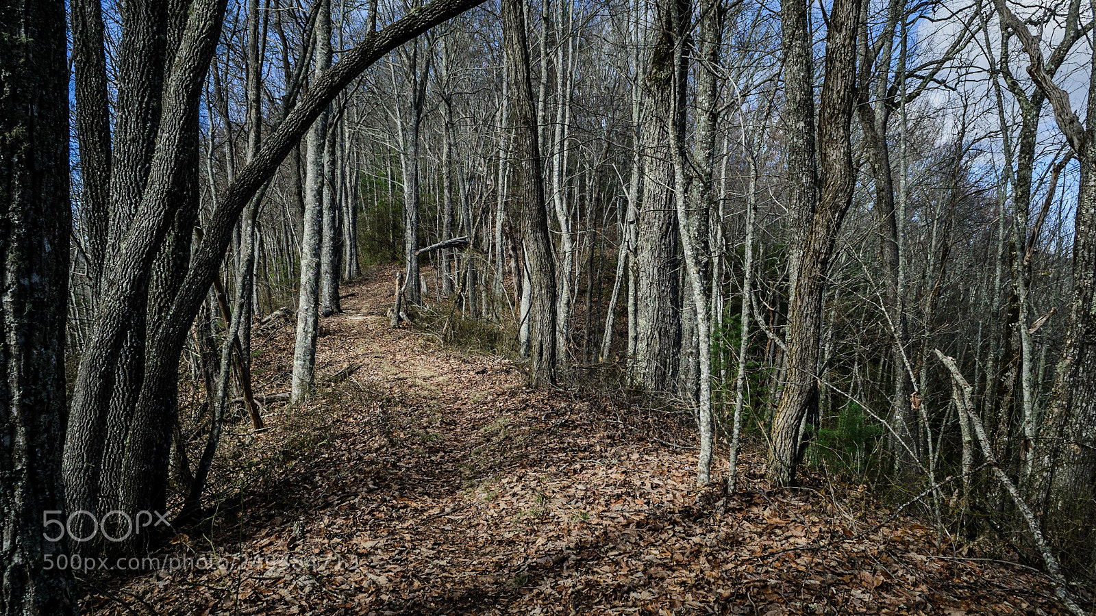 Nikon D7000 sample photo. A written decree of photography