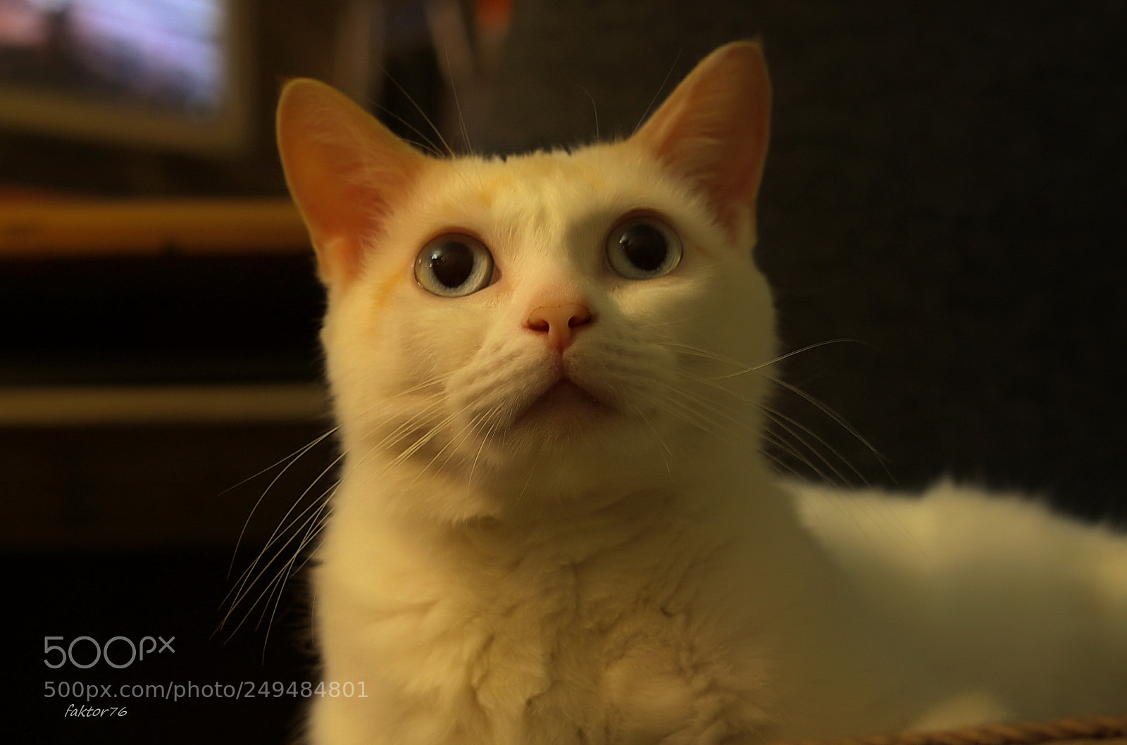 Canon EOS 1100D (EOS Rebel T3 / EOS Kiss X50) sample photo. Img - cat ✔ photography