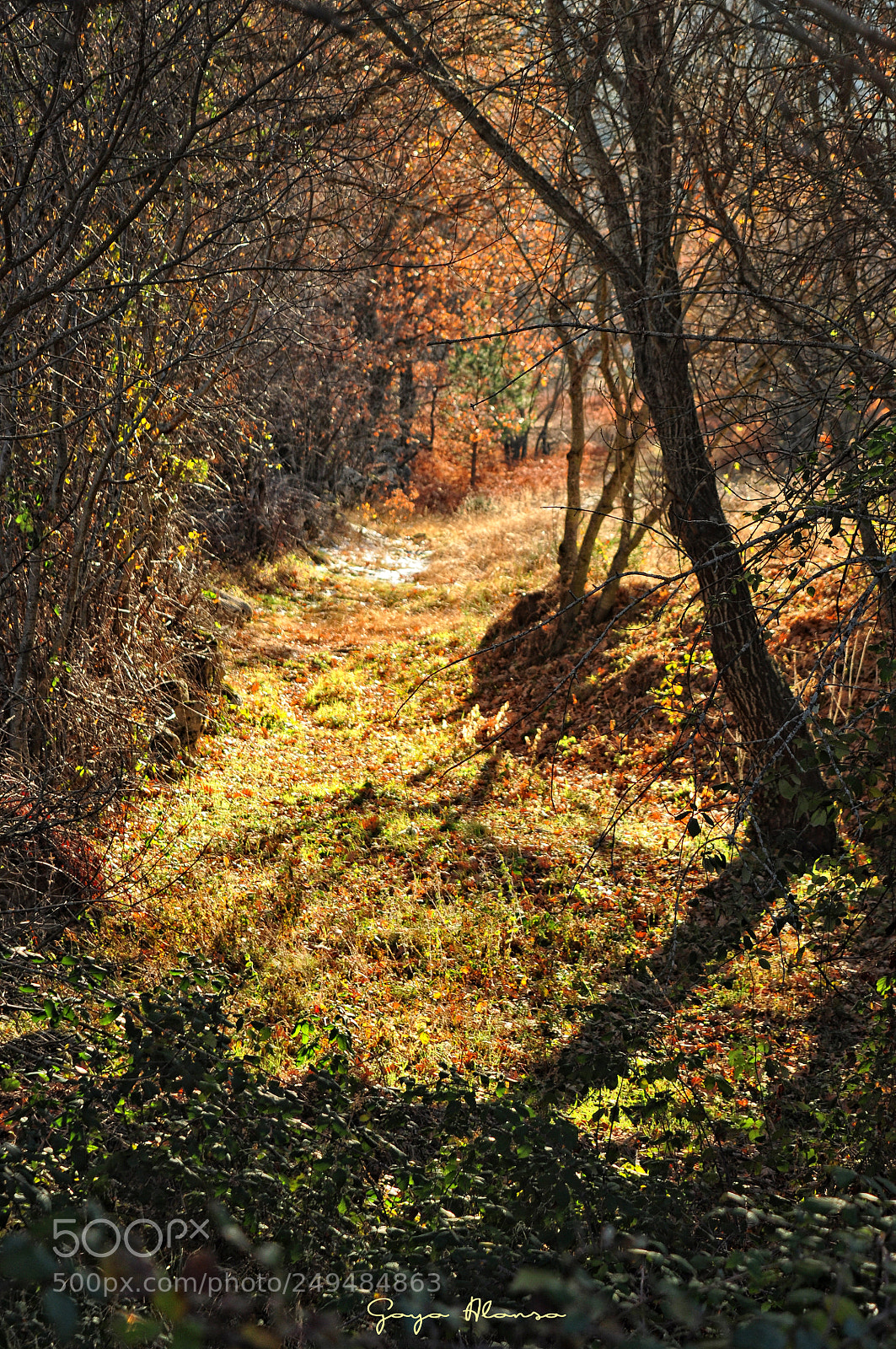 Nikon D5000 sample photo. Otoñal photography