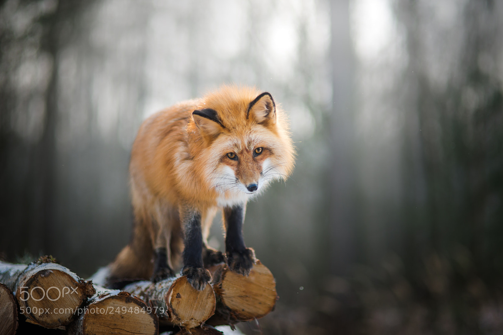 Nikon D610 sample photo. Fox photography