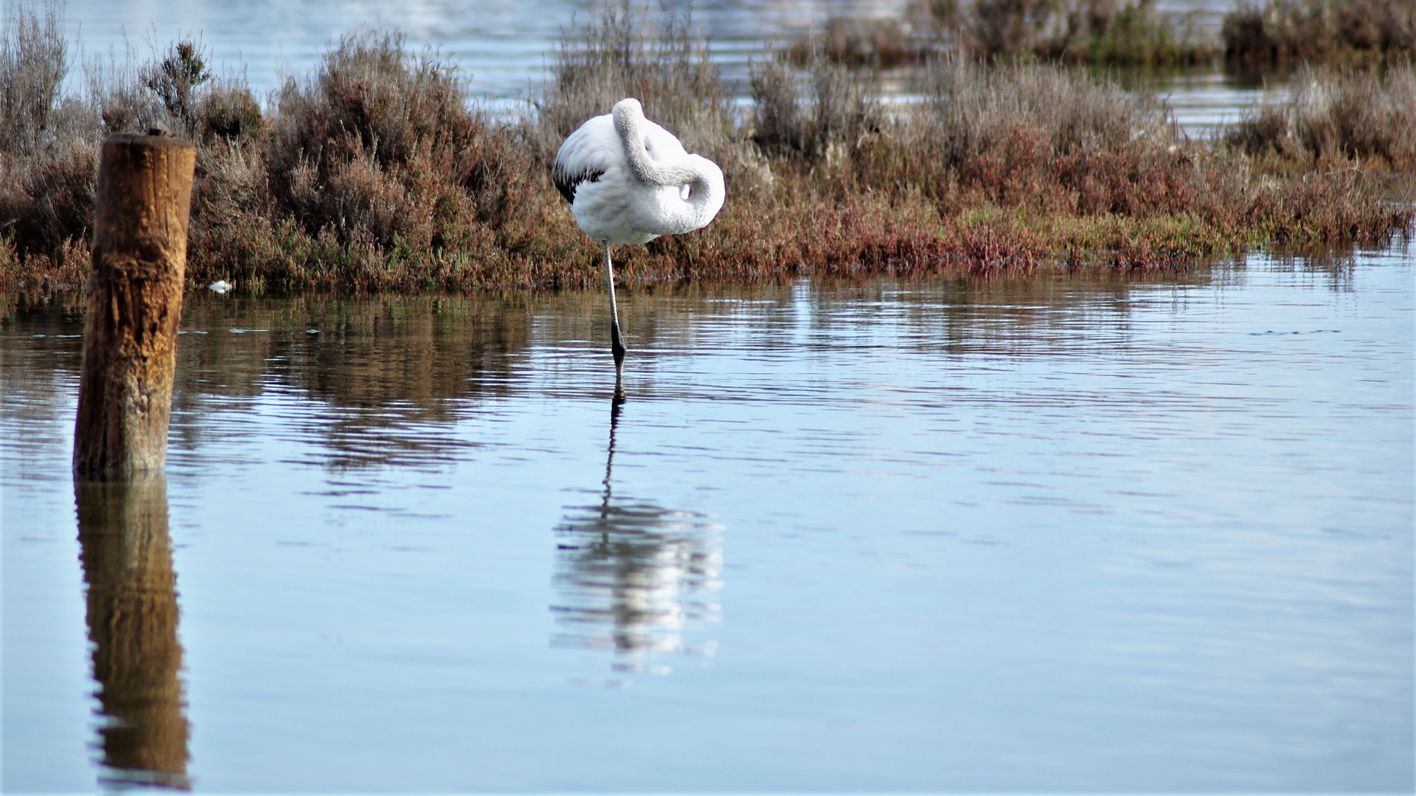 Pentax K-r sample photo. Fenicottero - phoenicopterus linnaeus photography