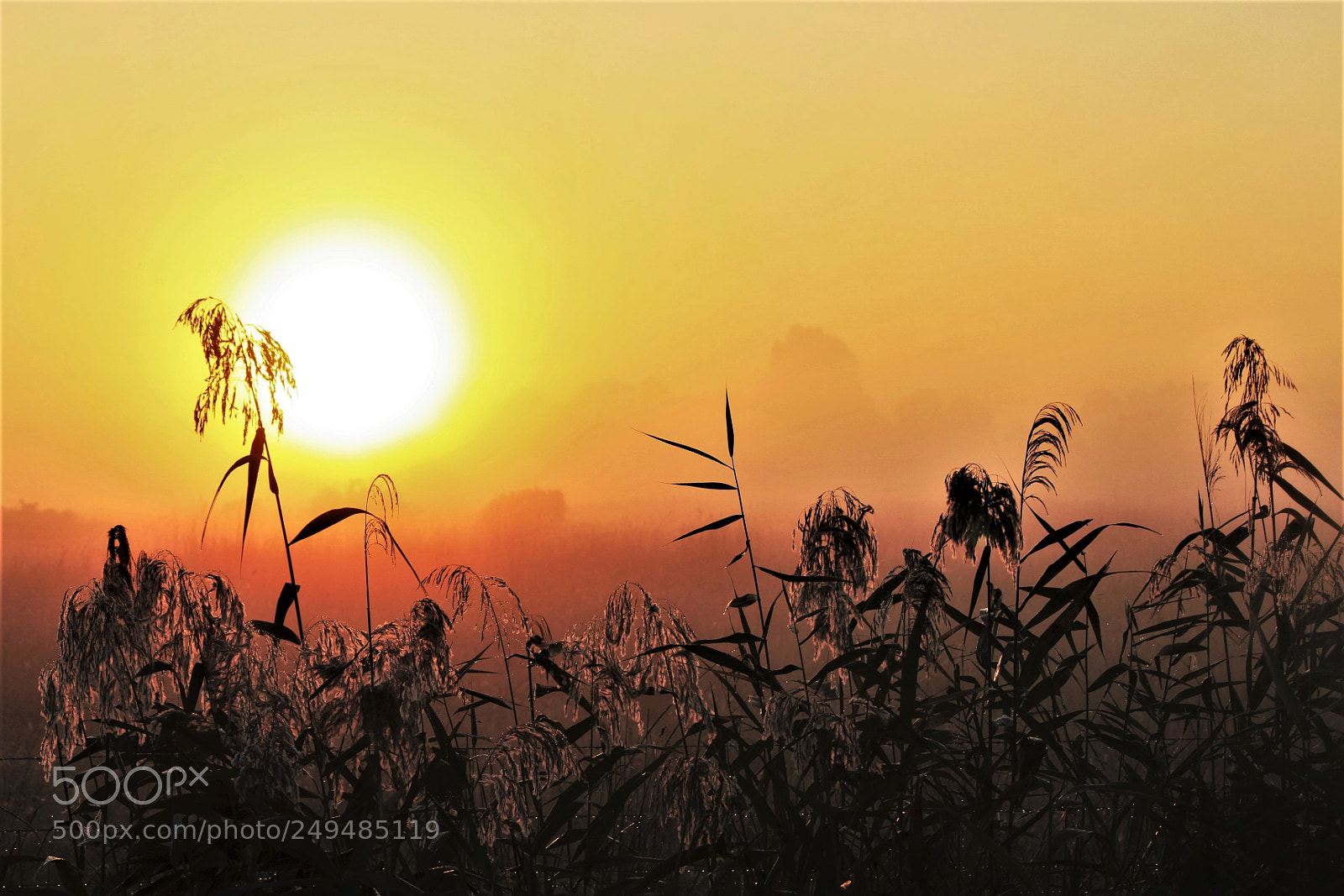 Canon EOS 600D (Rebel EOS T3i / EOS Kiss X5) sample photo. Morning highlights! photography