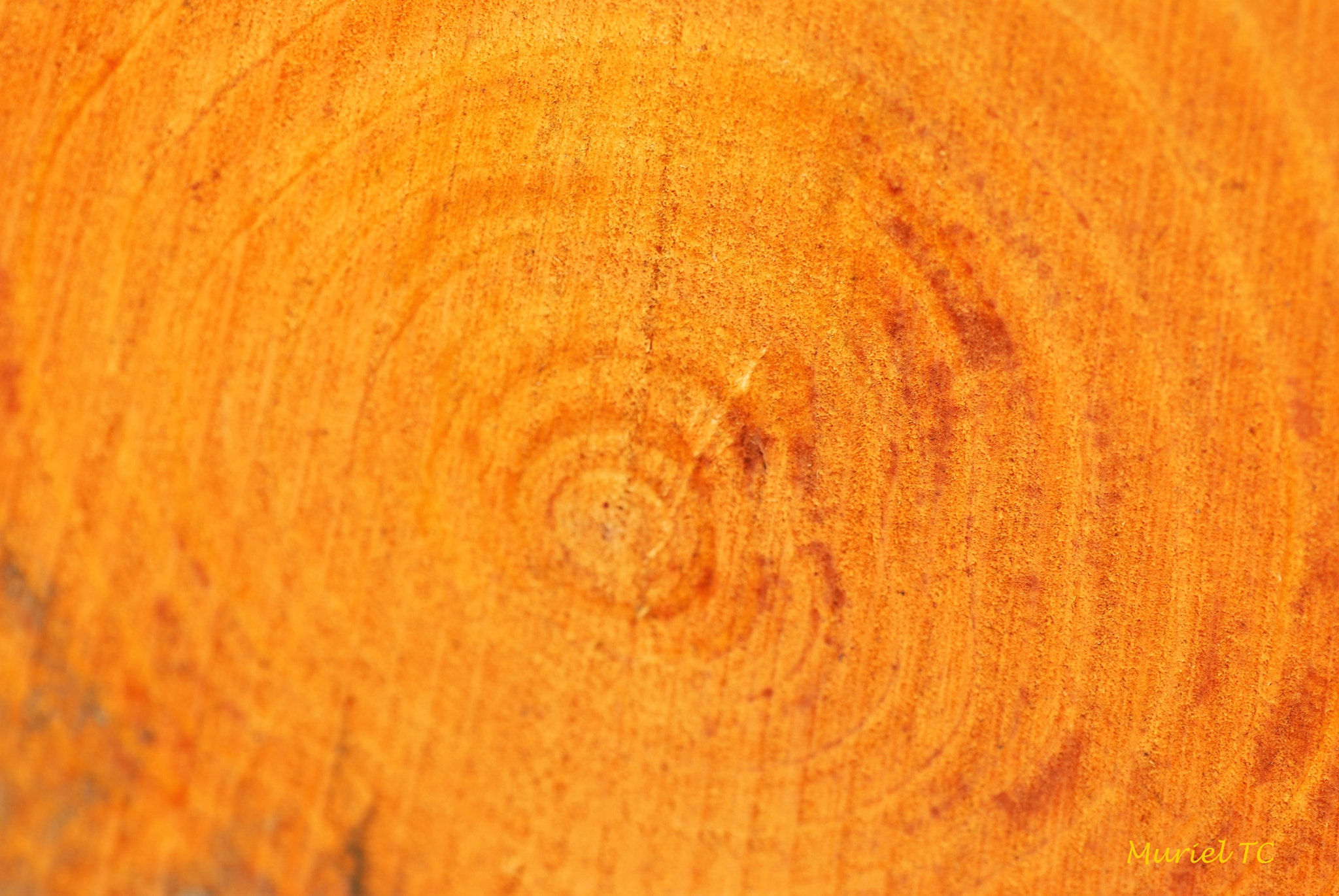 Nikon D40X sample photo. Cercles de vie photography