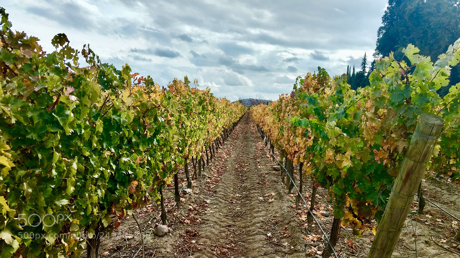 Motorola Moto G (4) sample photo. Winery photography