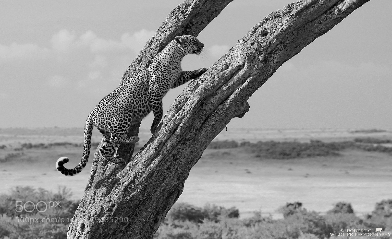 Sony SLT-A77 sample photo. Leopard on tree photography