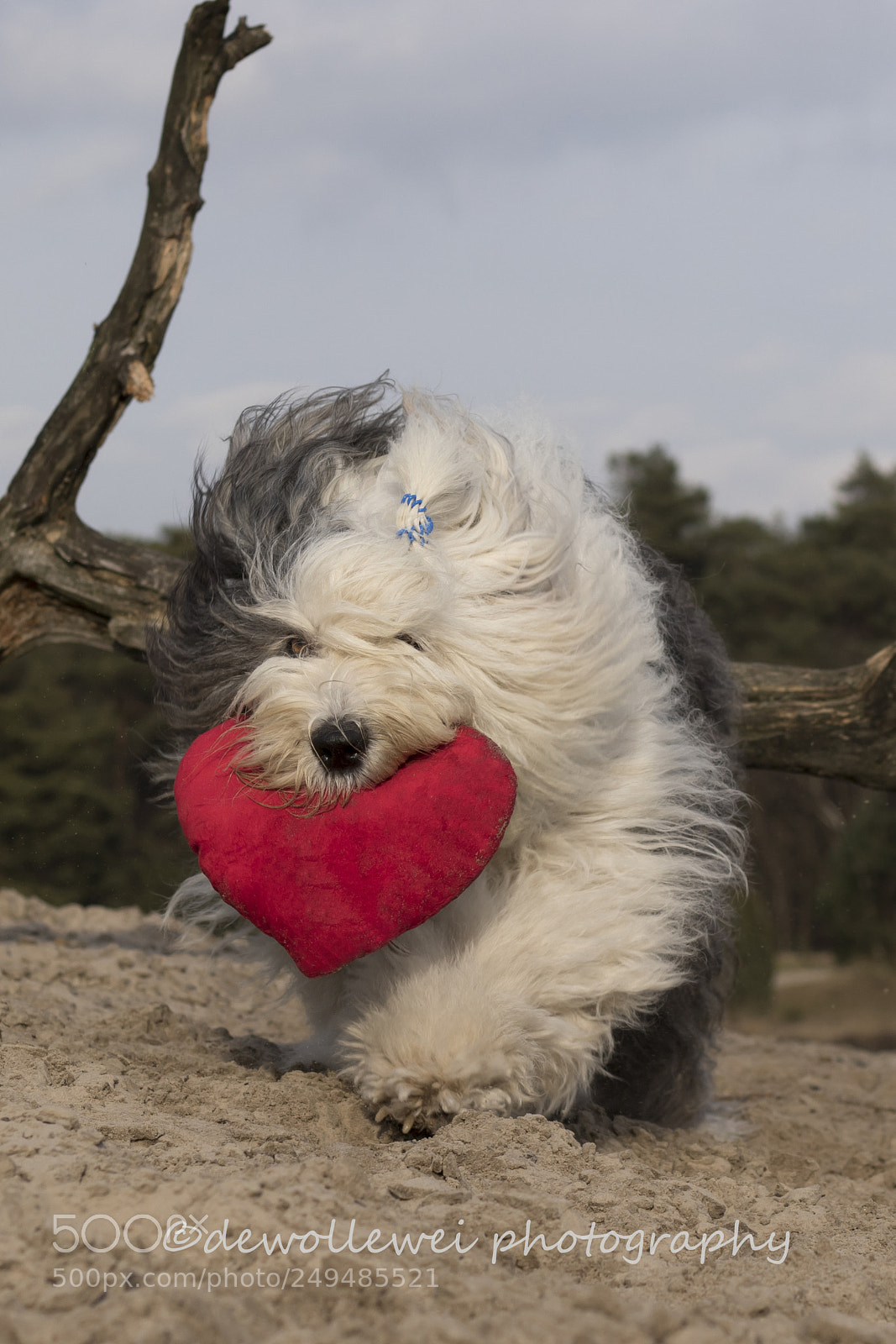Canon EOS 7D Mark II sample photo. Scarlett is bringing a photography