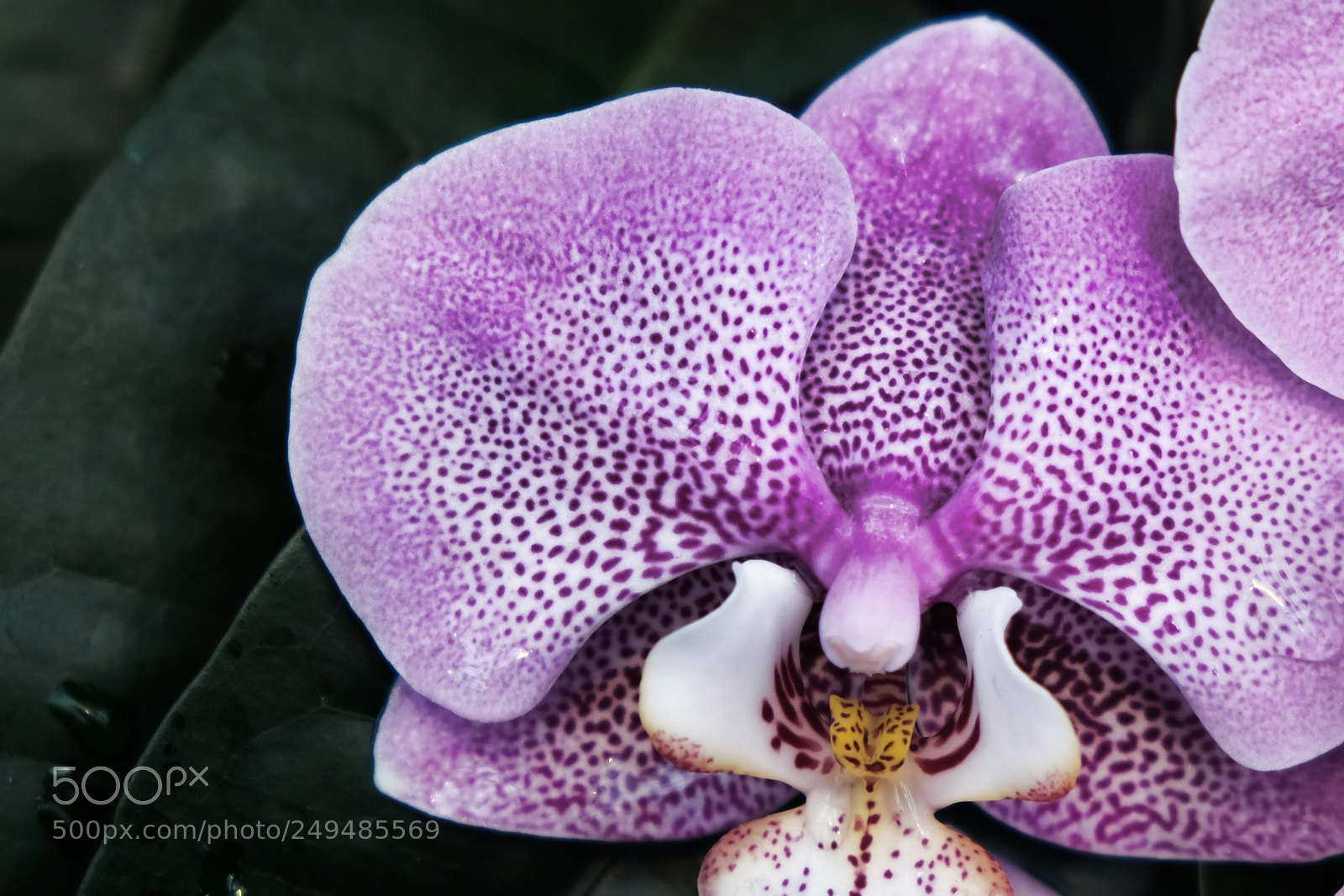 Fujifilm X-Pro2 sample photo. Orchid photography