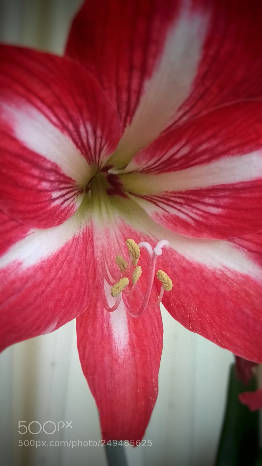 Xiaomi Redmi Note 4X sample photo. 花 photography