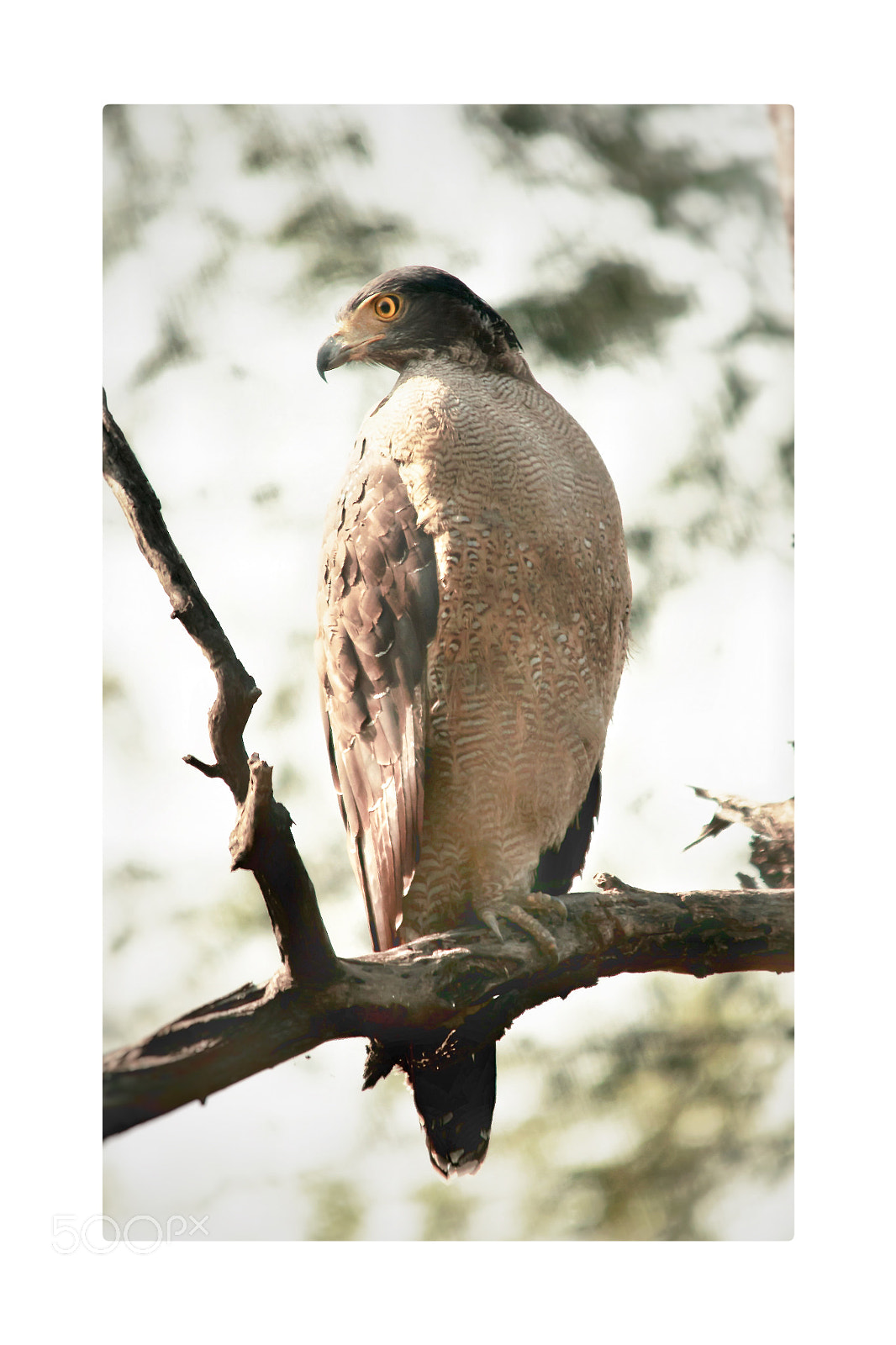 Canon EOS 550D (EOS Rebel T2i / EOS Kiss X4) sample photo. Crested serpent eagle photography