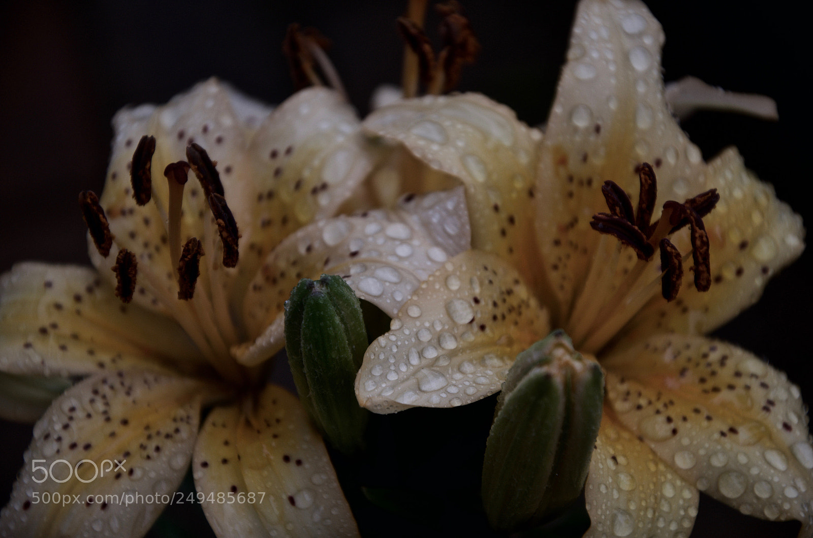 Nikon D5100 sample photo. Lilies photography