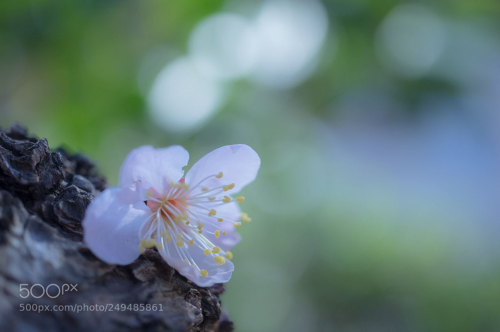 Pentax K-3 II sample photo. Wabi photography