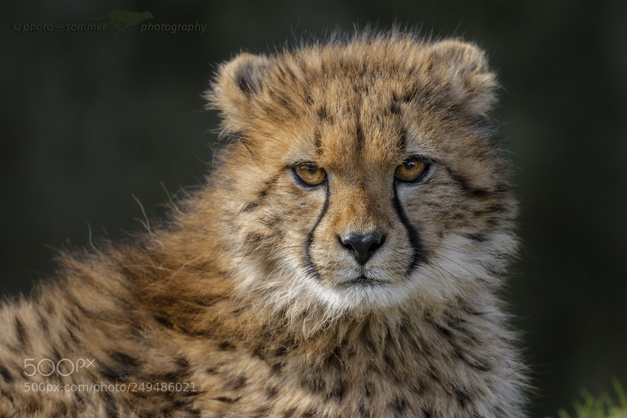 Canon EOS 70D sample photo. Little cheetah photography