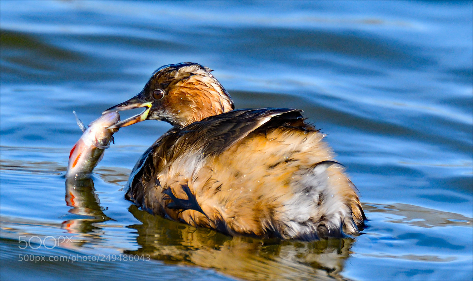 Nikon D500 sample photo. Dodaars met prooi photography