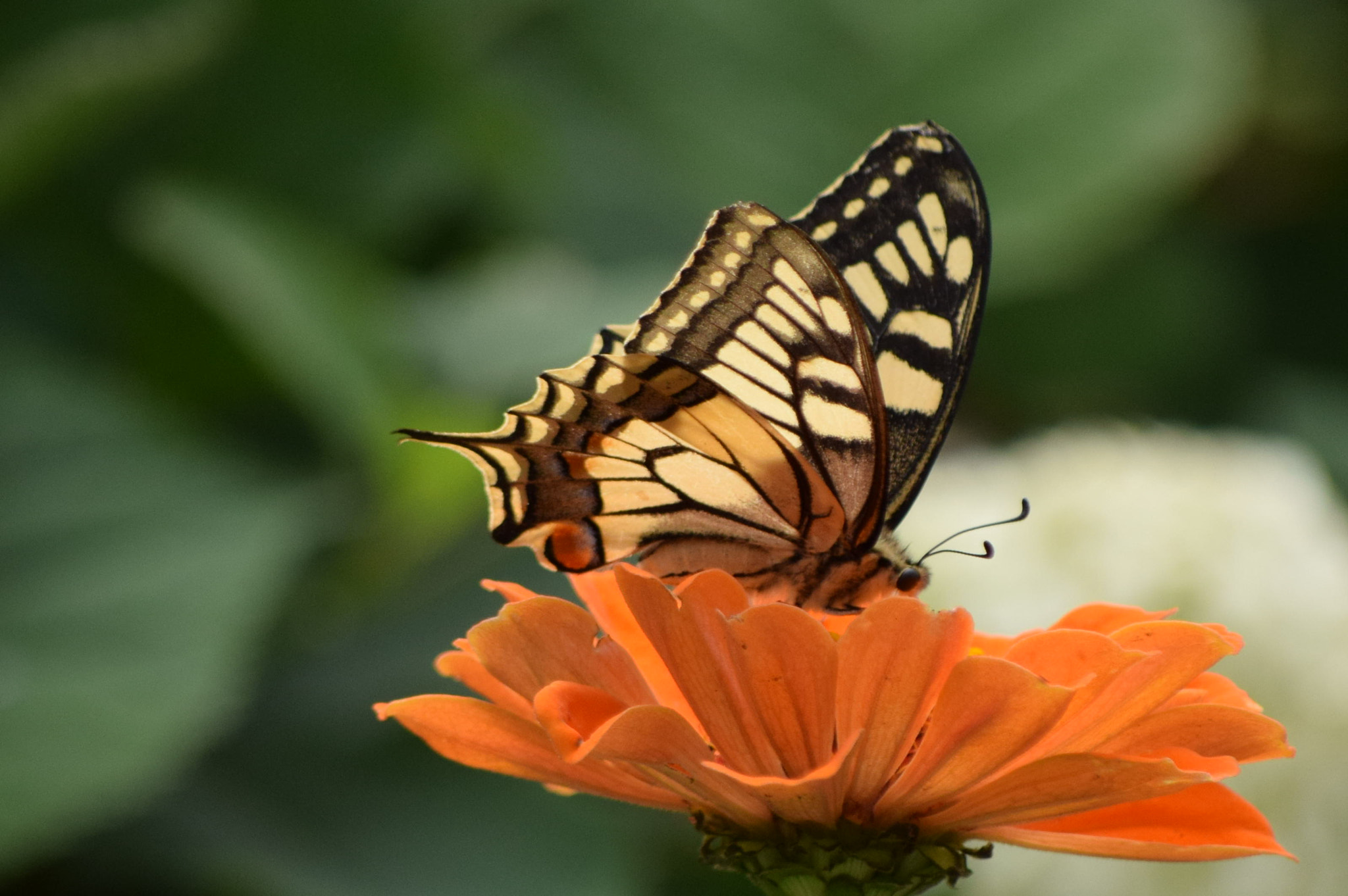 Nikon D3300 sample photo. Csc photography