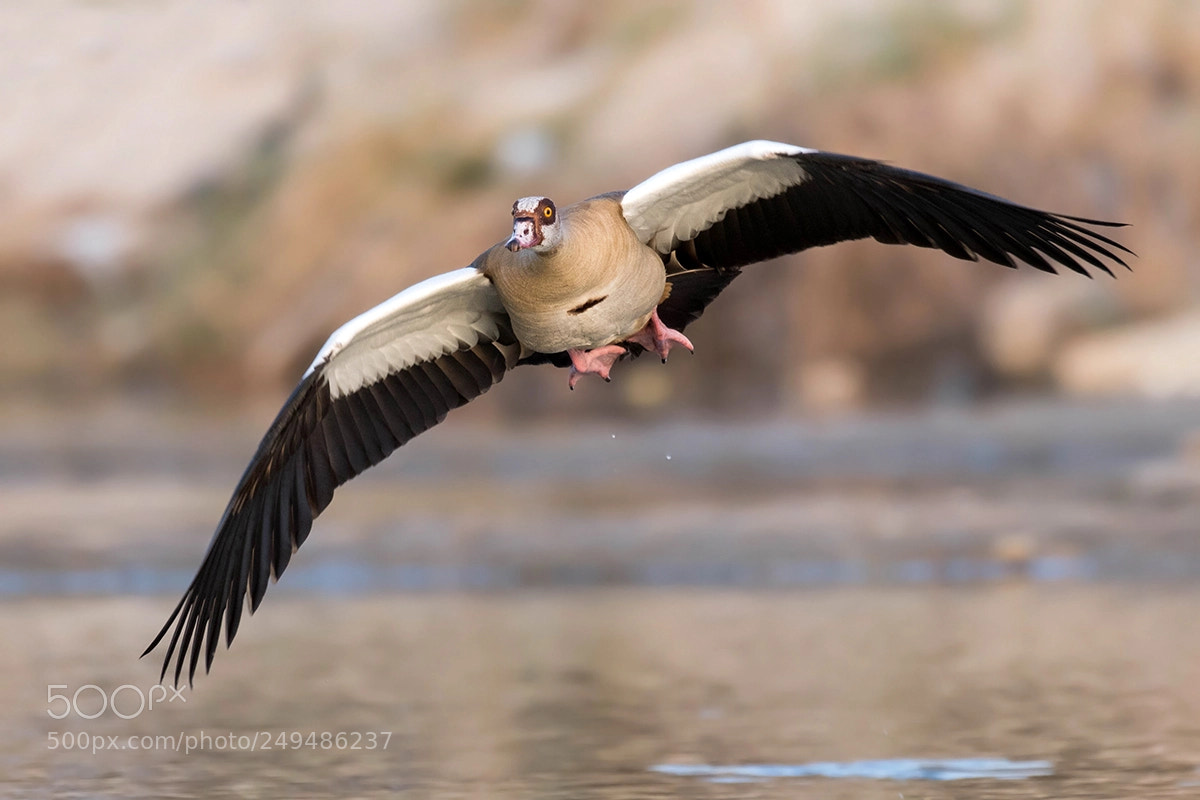Nikon D500 sample photo. Alopechon aegyptius photography