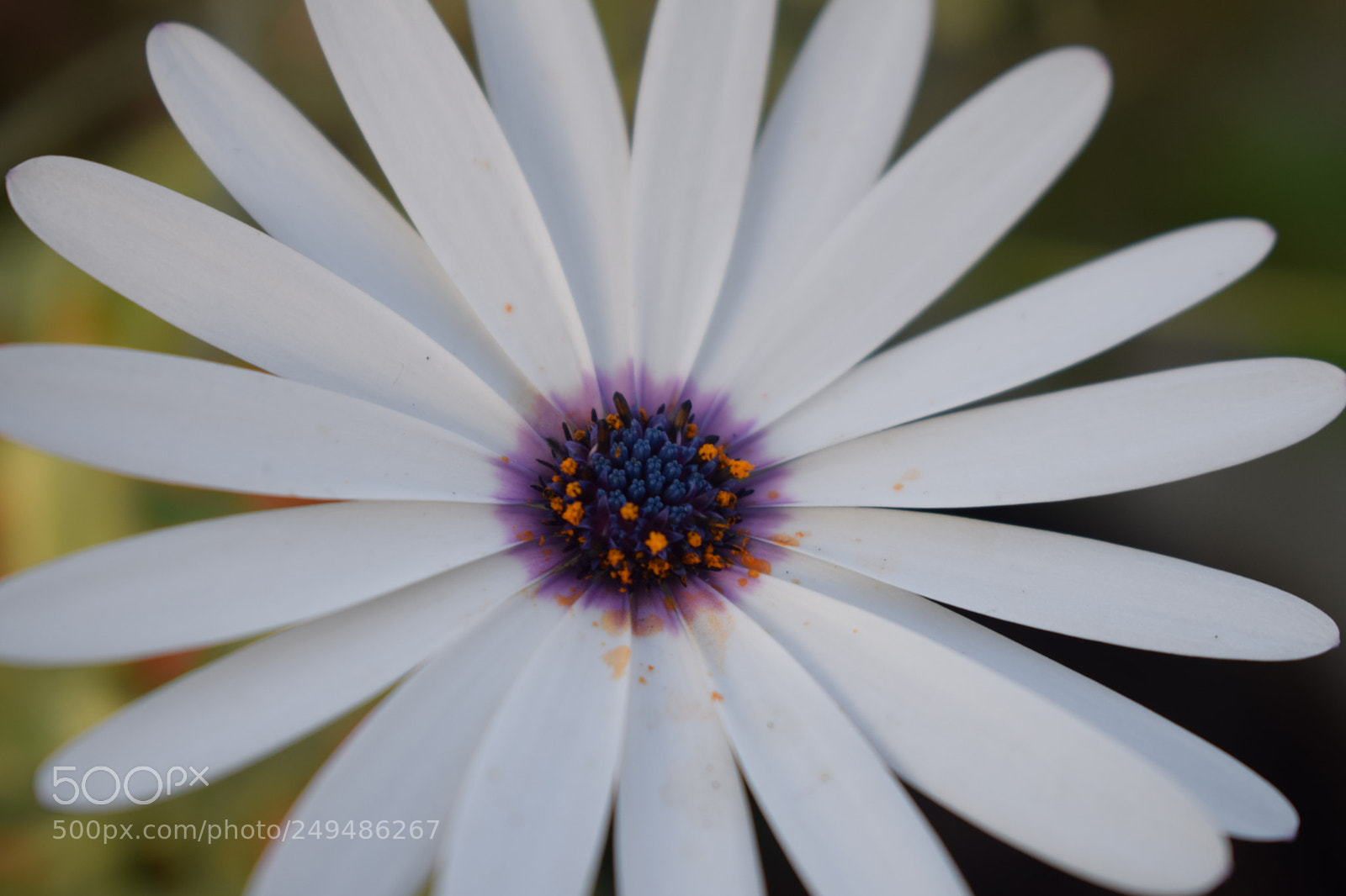 Nikon D3300 sample photo. Daisy photography