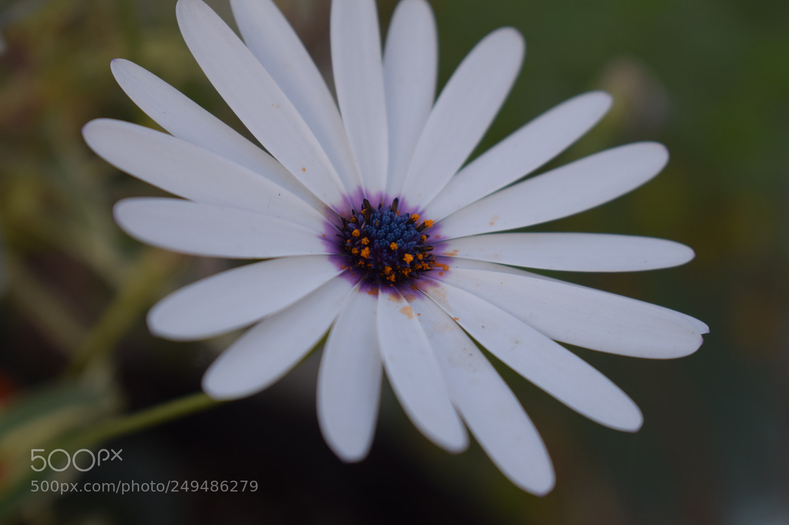 Nikon D3300 sample photo. Daisy photography