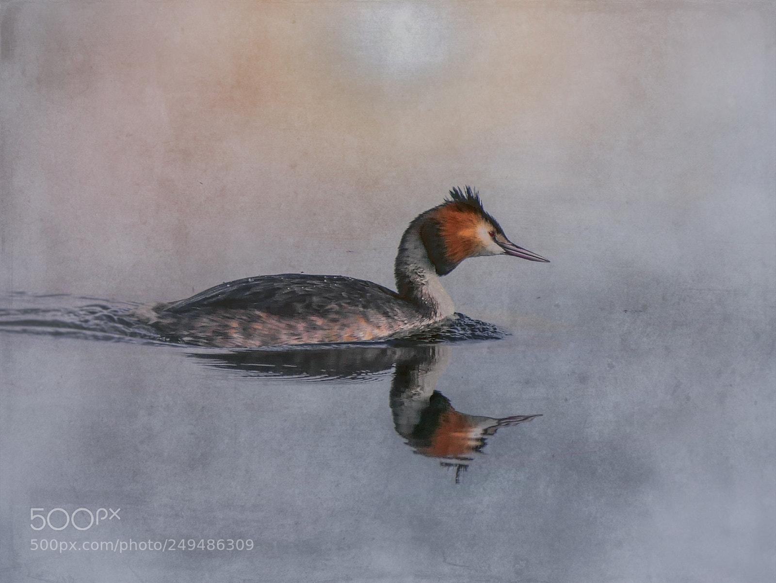 Panasonic Lumix DMC-G85 (Lumix DMC-G80) sample photo. Great crested grebe. photography