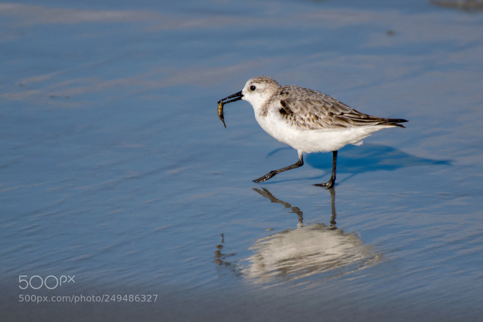 Nikon D5300 sample photo. Bird at the beach photography