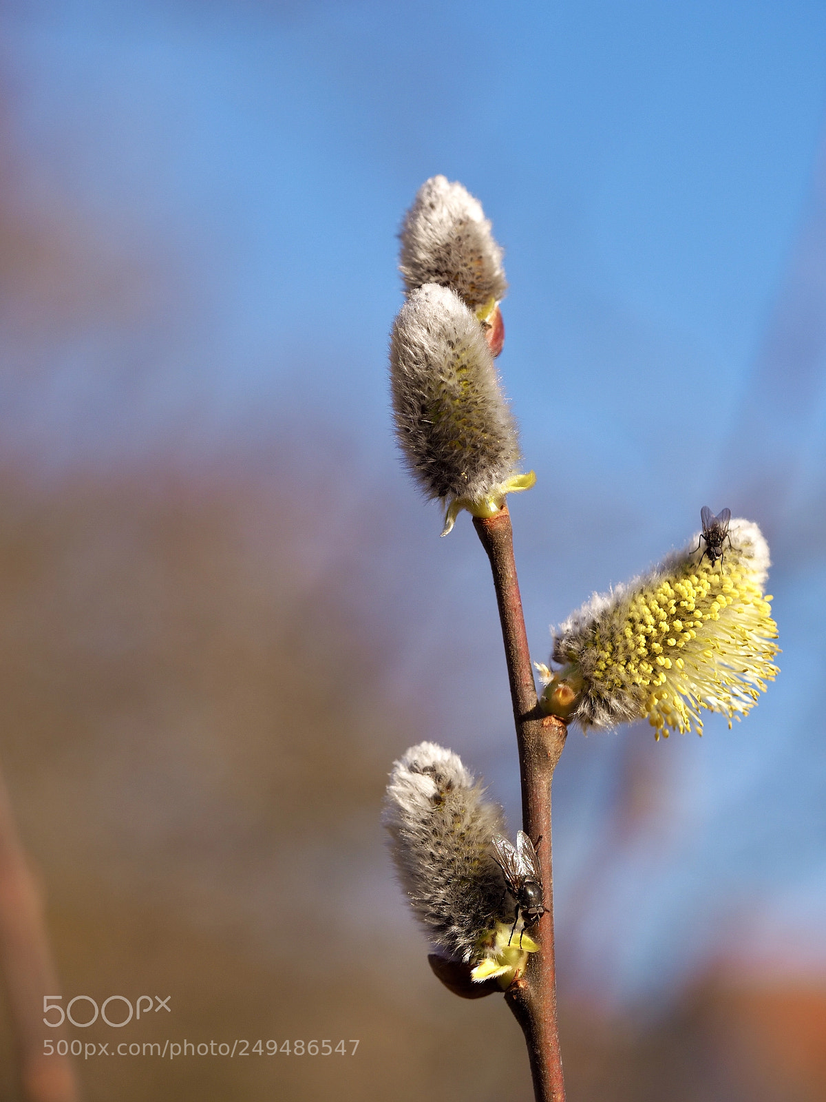 Olympus OM-D E-M10 II sample photo. Salix cinerea photography