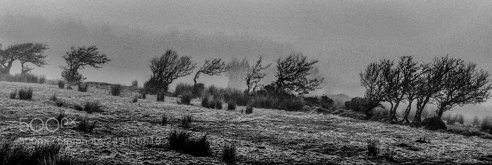Nikon D90 sample photo. Trees in fog photography