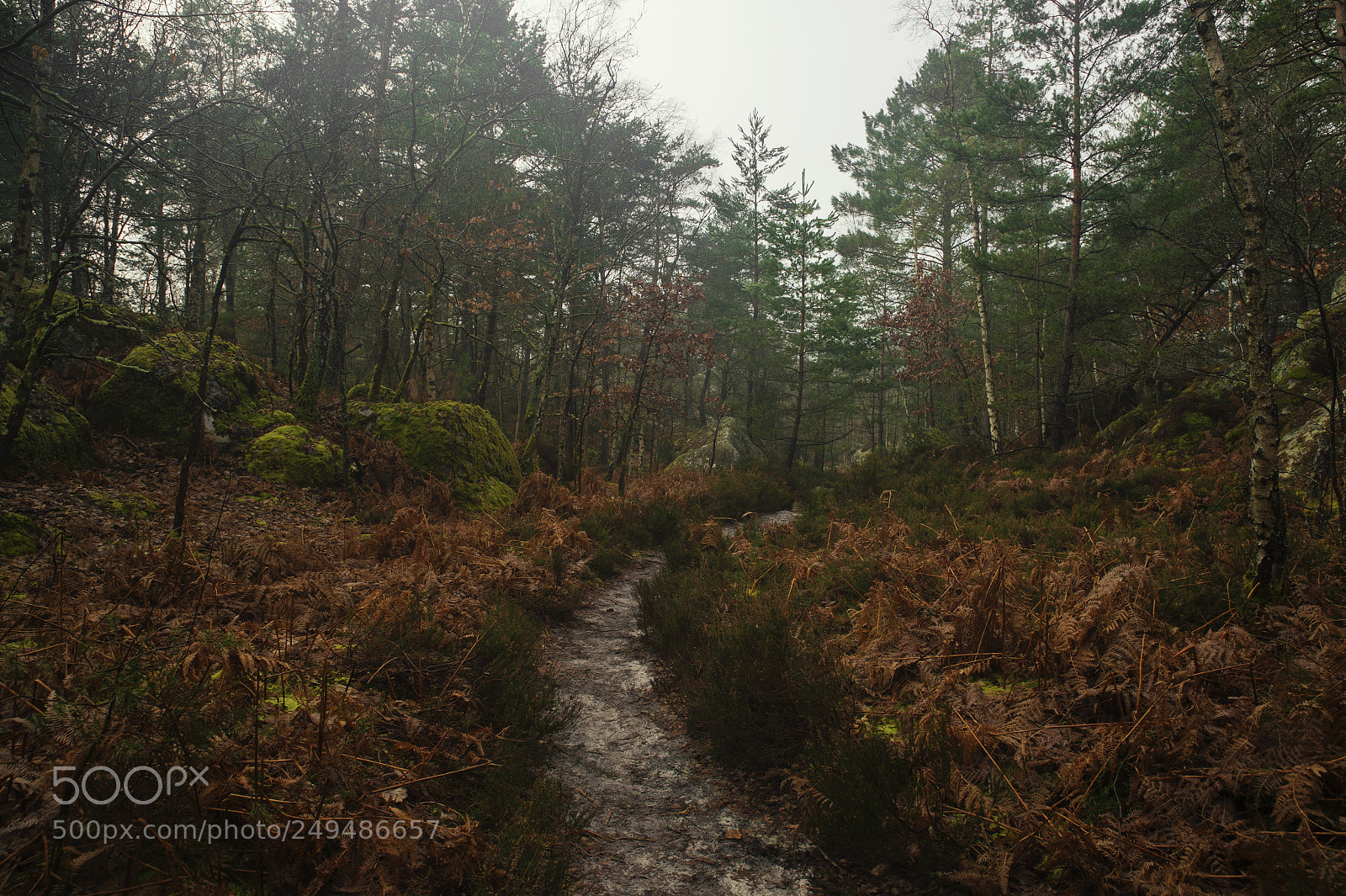 Nikon Df sample photo. Fontainebleau - xiv photography