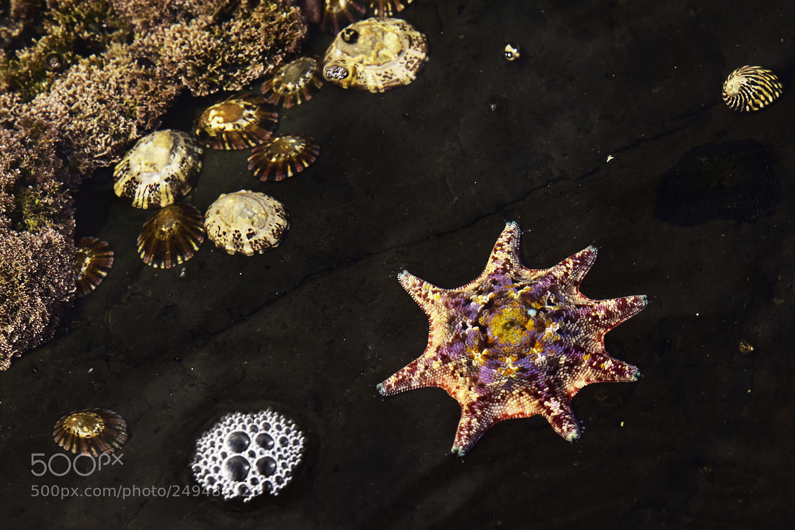 Nikon D810 sample photo. Coloured star photography