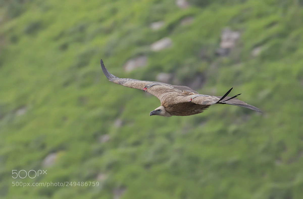 Nikon D500 sample photo. Griffon vulture photography
