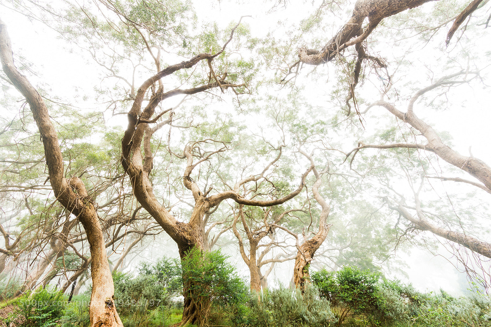 Canon EOS 70D sample photo. Into the wood photography
