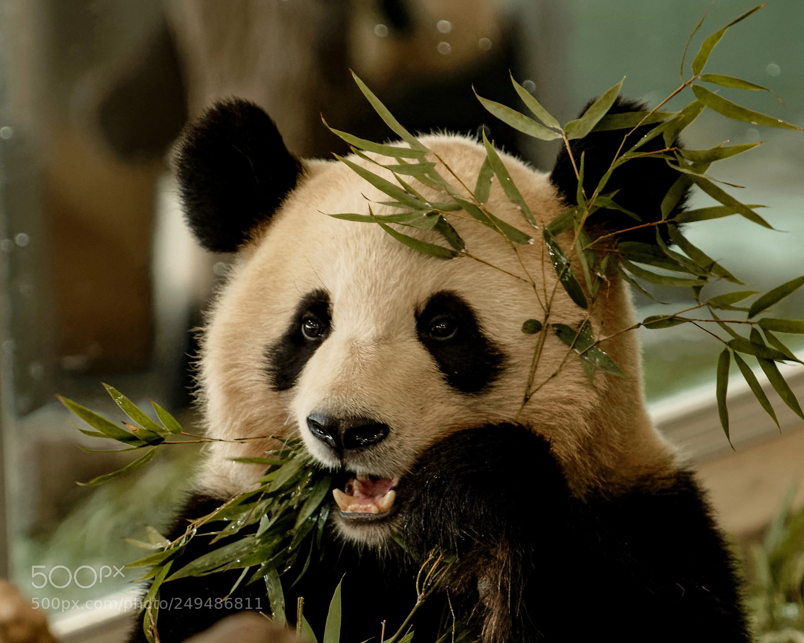 Nikon D500 sample photo. Lunchtime of panda photography