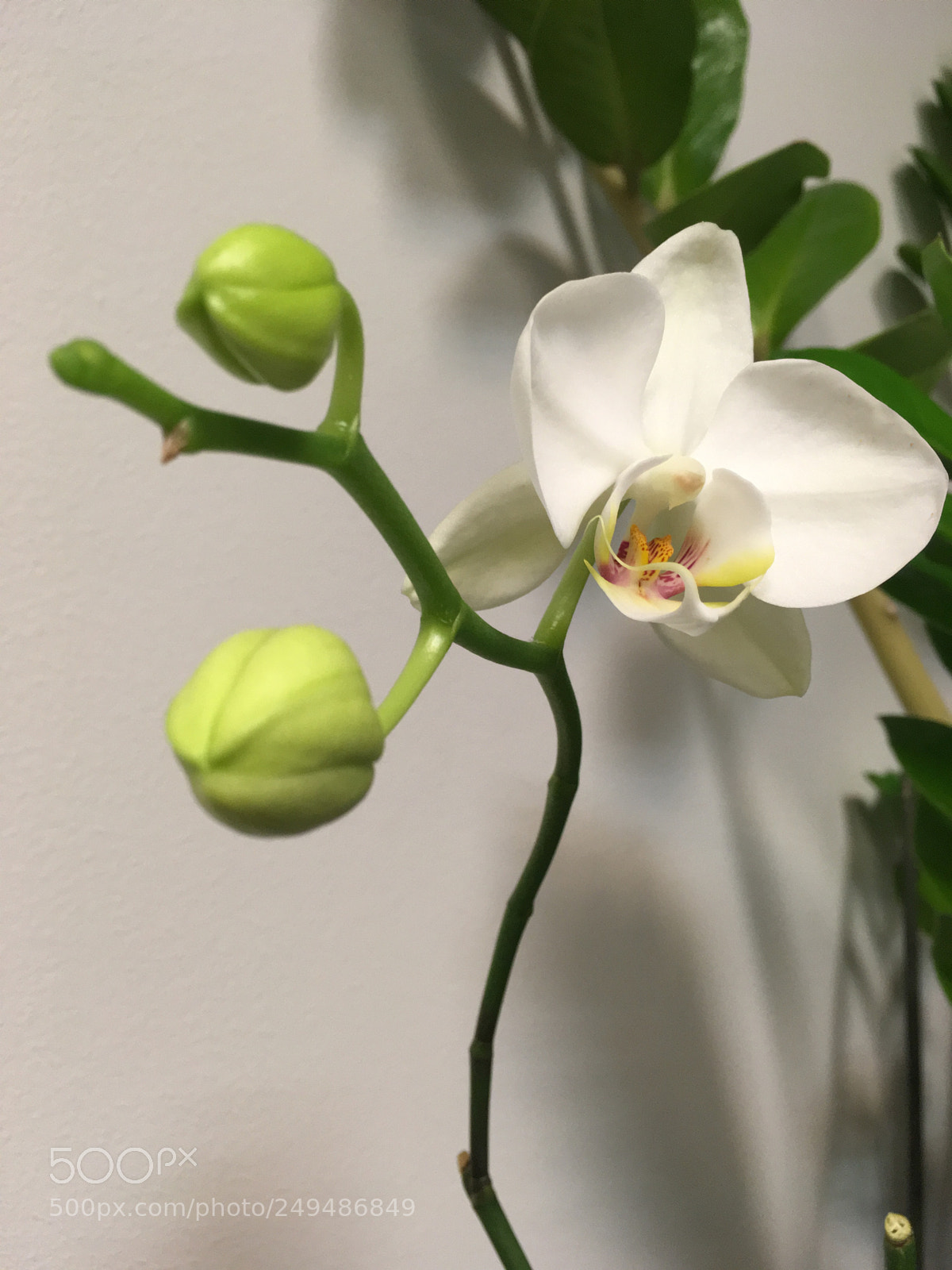 Apple iPhone SE sample photo. Nice. photography