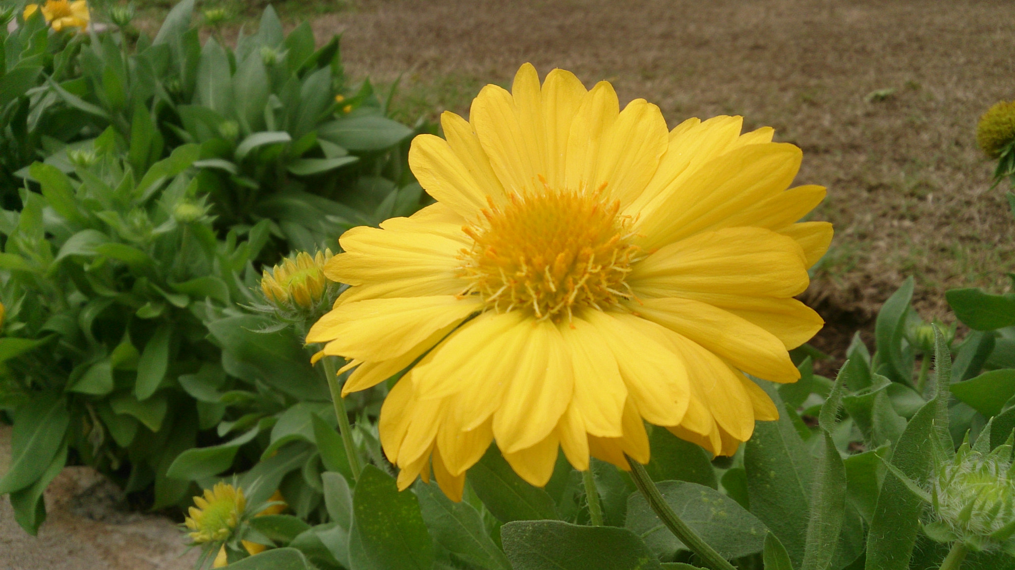 Sony Xperia Z sample photo. Name unknown or sunflower photography