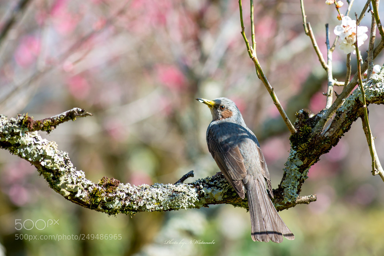Nikon D800 sample photo. What is your name? ? photography