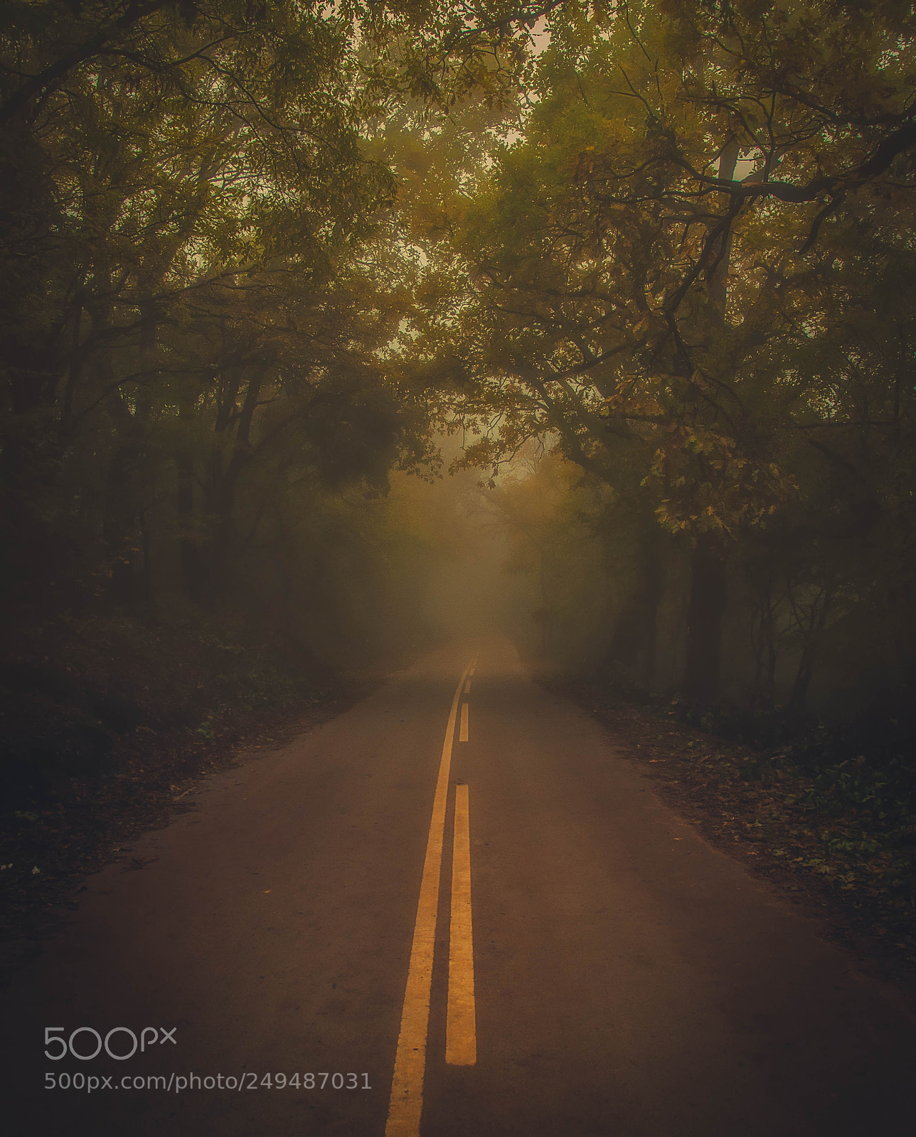 Nikon D90 sample photo. The mystical forest photography