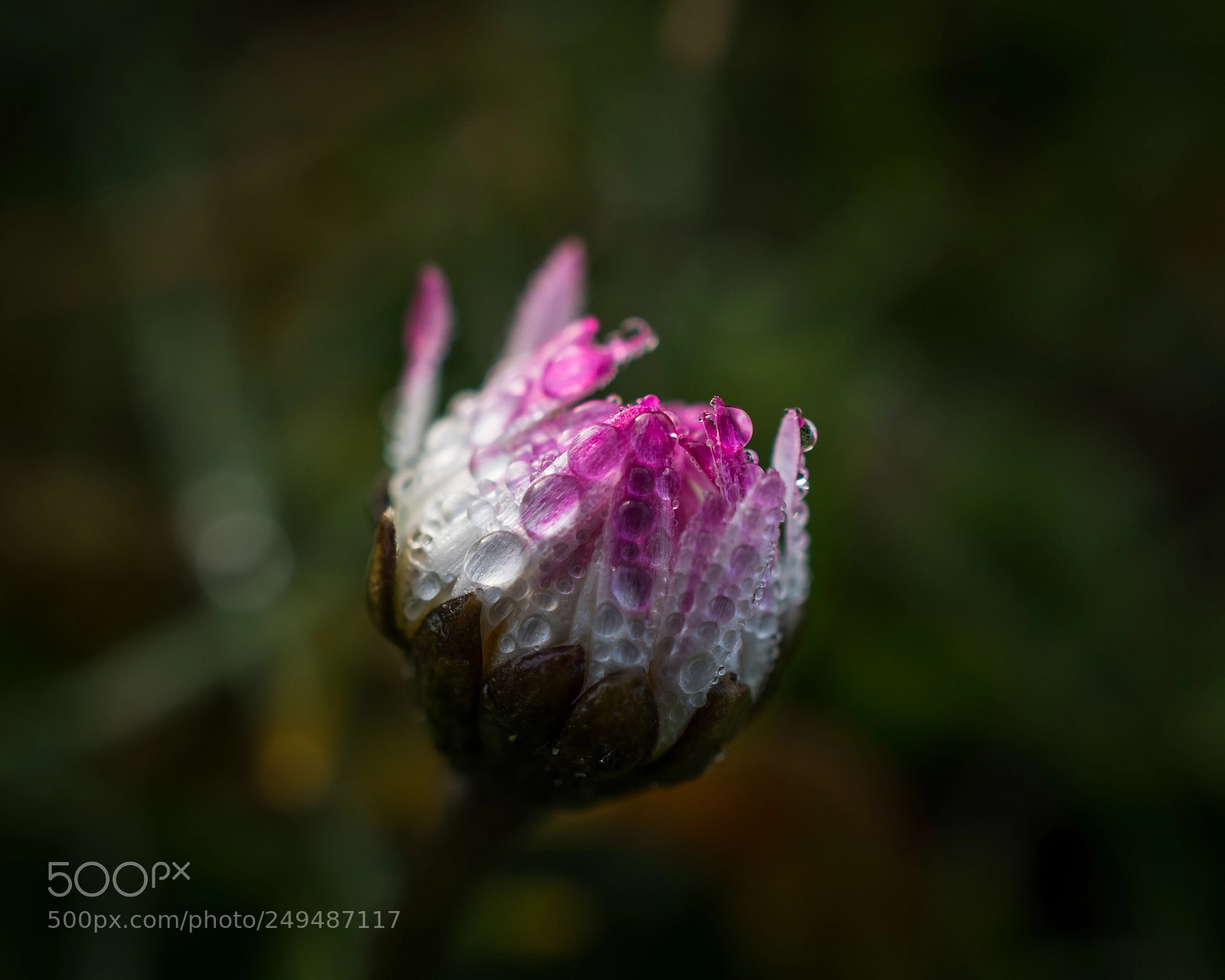 Nikon D7100 sample photo. Rain droplets photography