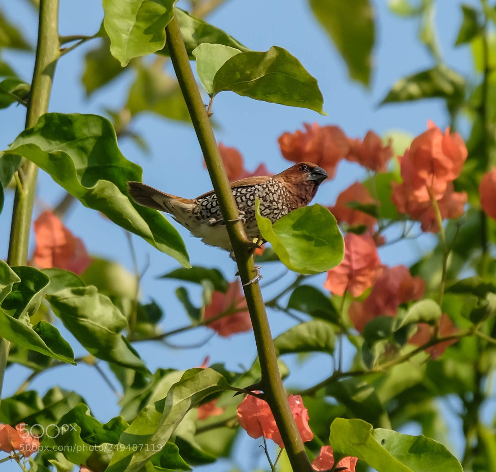Fujifilm X-T2 sample photo. Spice finch photography
