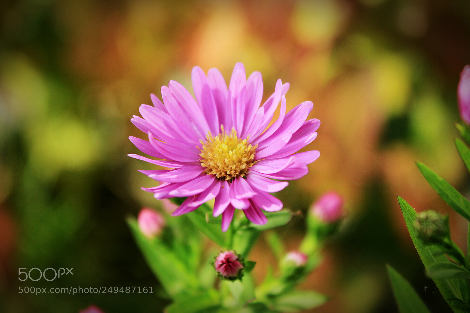 Canon EOS 550D (EOS Rebel T2i / EOS Kiss X4) sample photo. Purple flower in summer photography