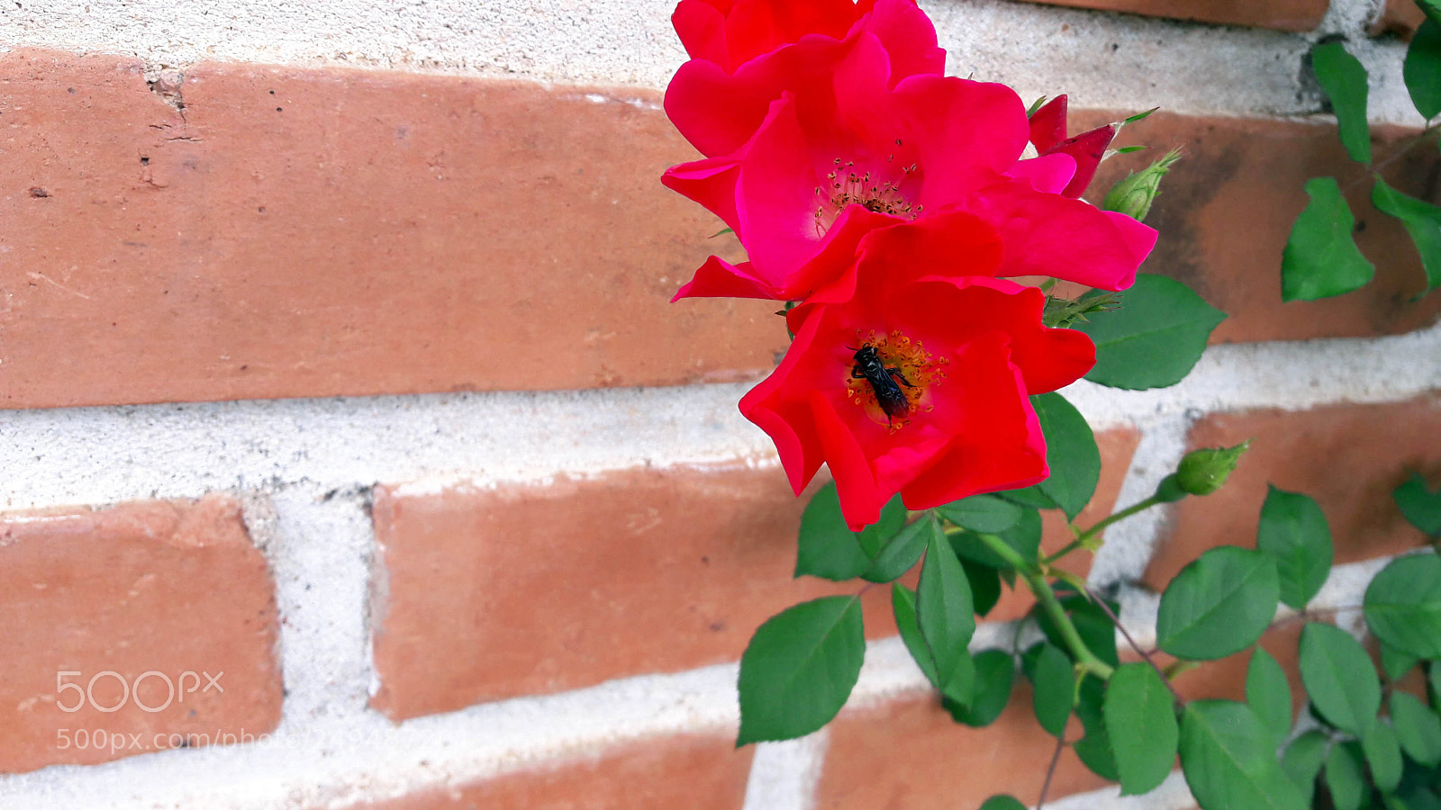 Samsung Galaxy A5(2016) sample photo. Bee sucking photography