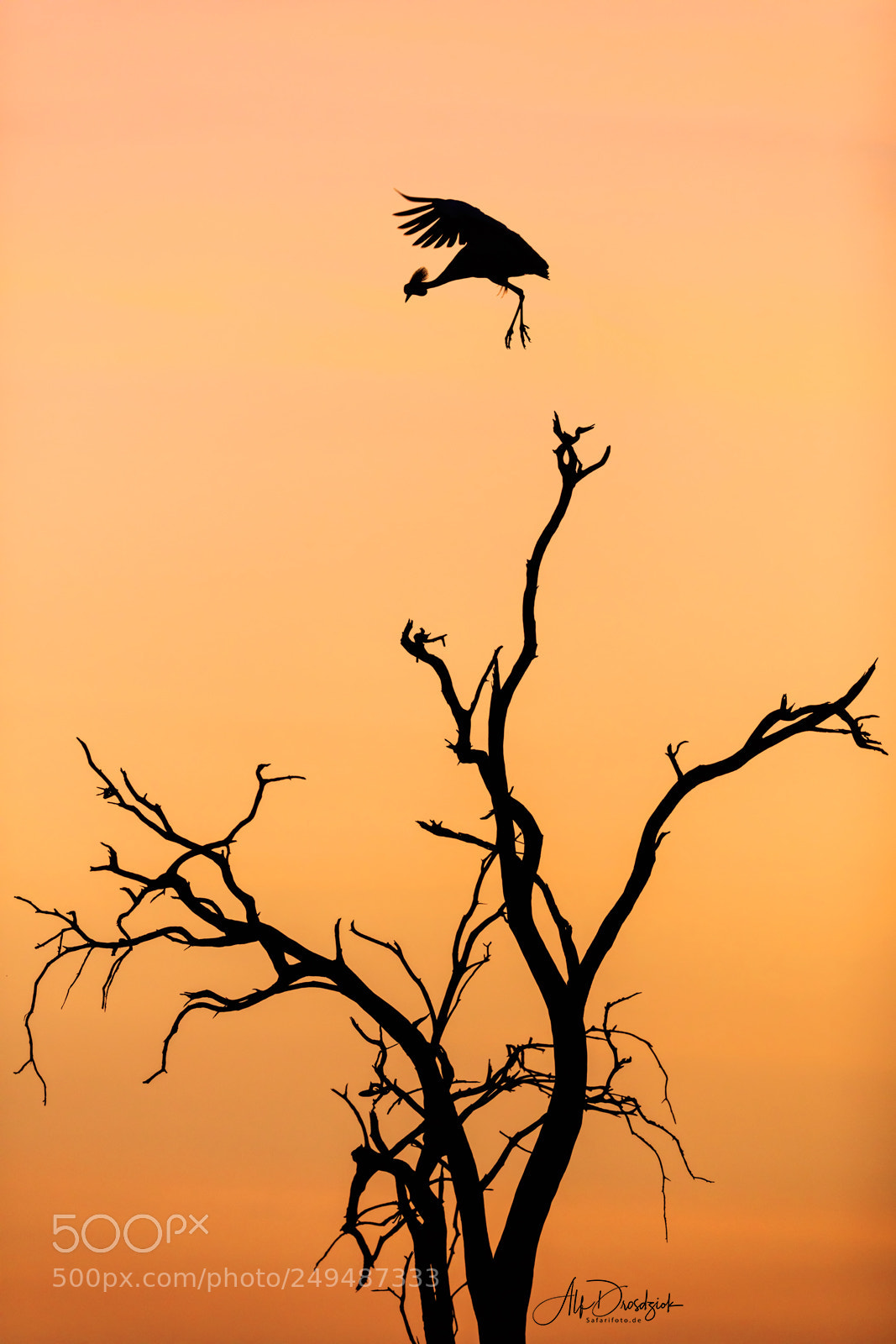 Canon EOS 5DS R sample photo. Sonnenaufgang in der masai photography