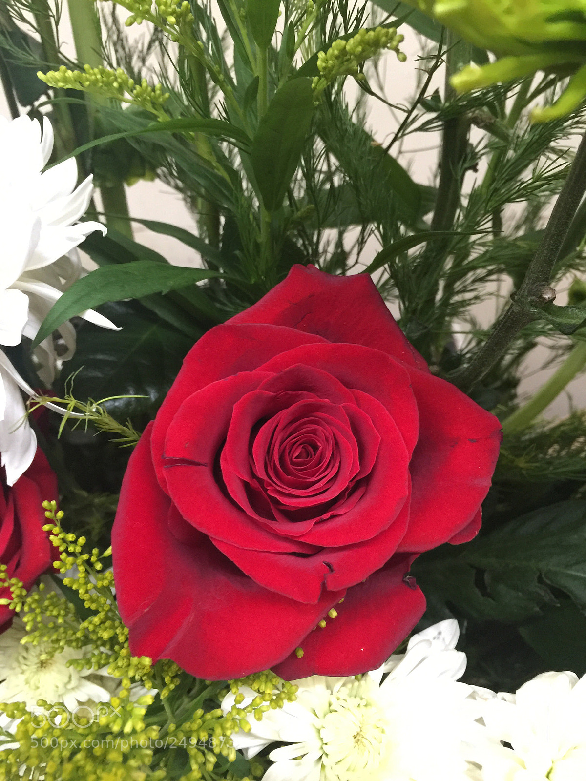 Apple iPhone 6 Plus sample photo. Today’s flower ? photography